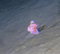 Cyttopsis rosea