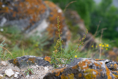 Scrophularia multicaulis
