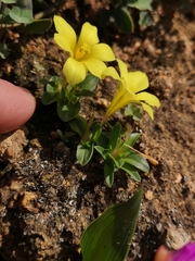 Moraea galaxia