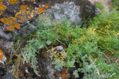 Scrophularia multicaulis
