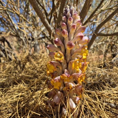 Image of Cistanche tubulosa by (c) Mahomed Desai, some rights reserved (CC BY)