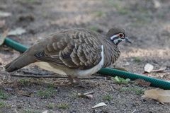 Geophaps scripta