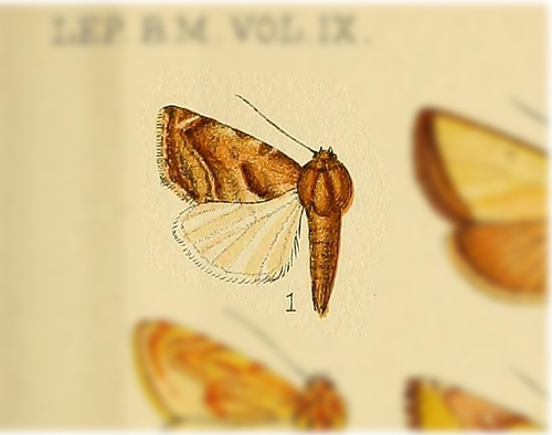 Hypercalymnia