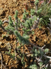 Aspalathus muraltioides