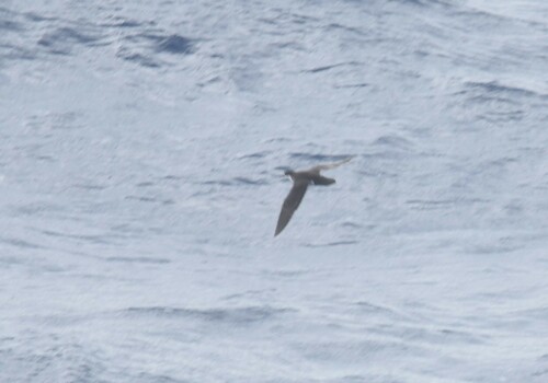 Tropical Shearwater (Puffinus bailloni), photo 6