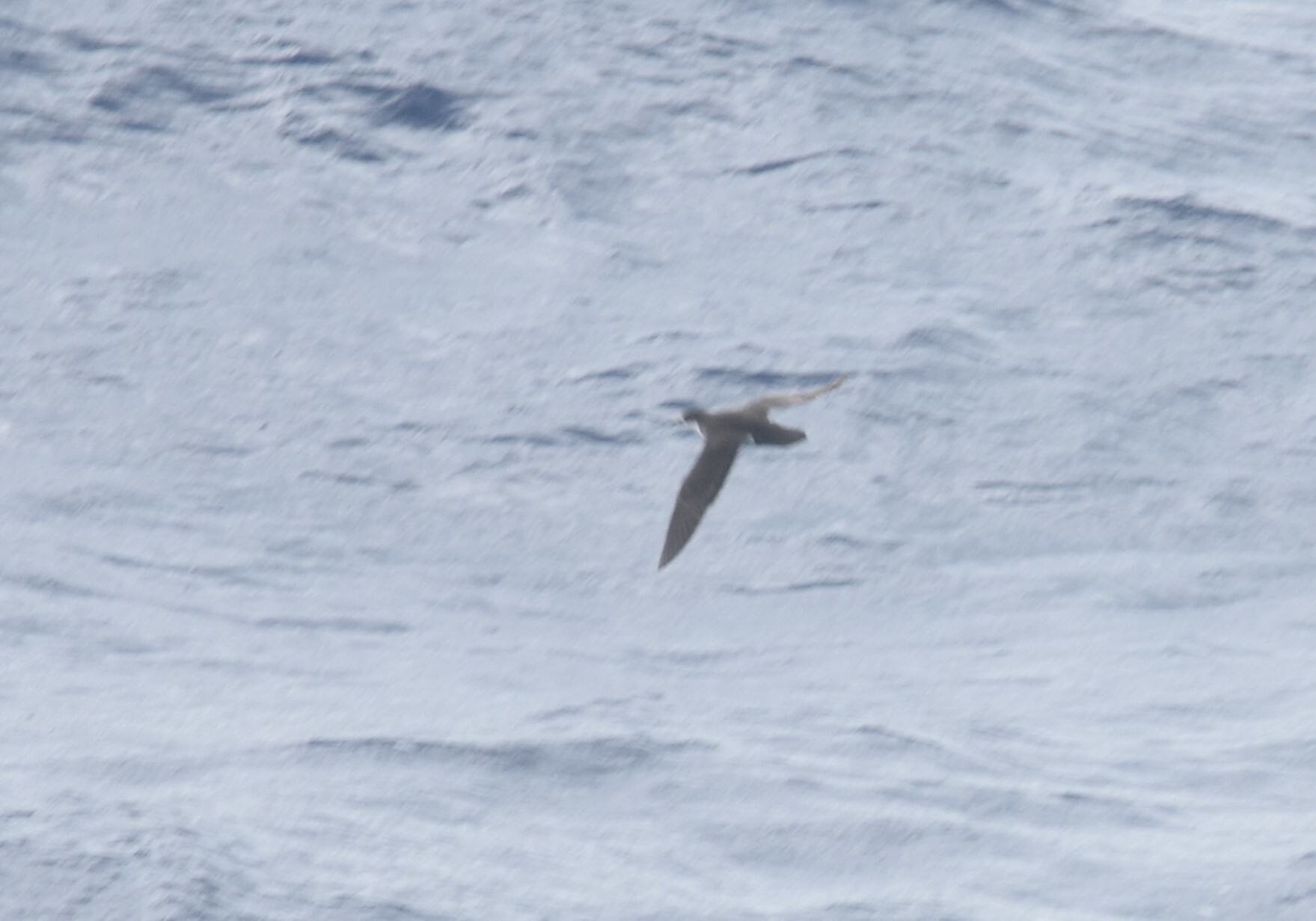 Tropical Shearwater (Puffinus bailloni), photo 10