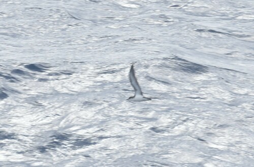 Tropical Shearwater (Puffinus bailloni), photo 5