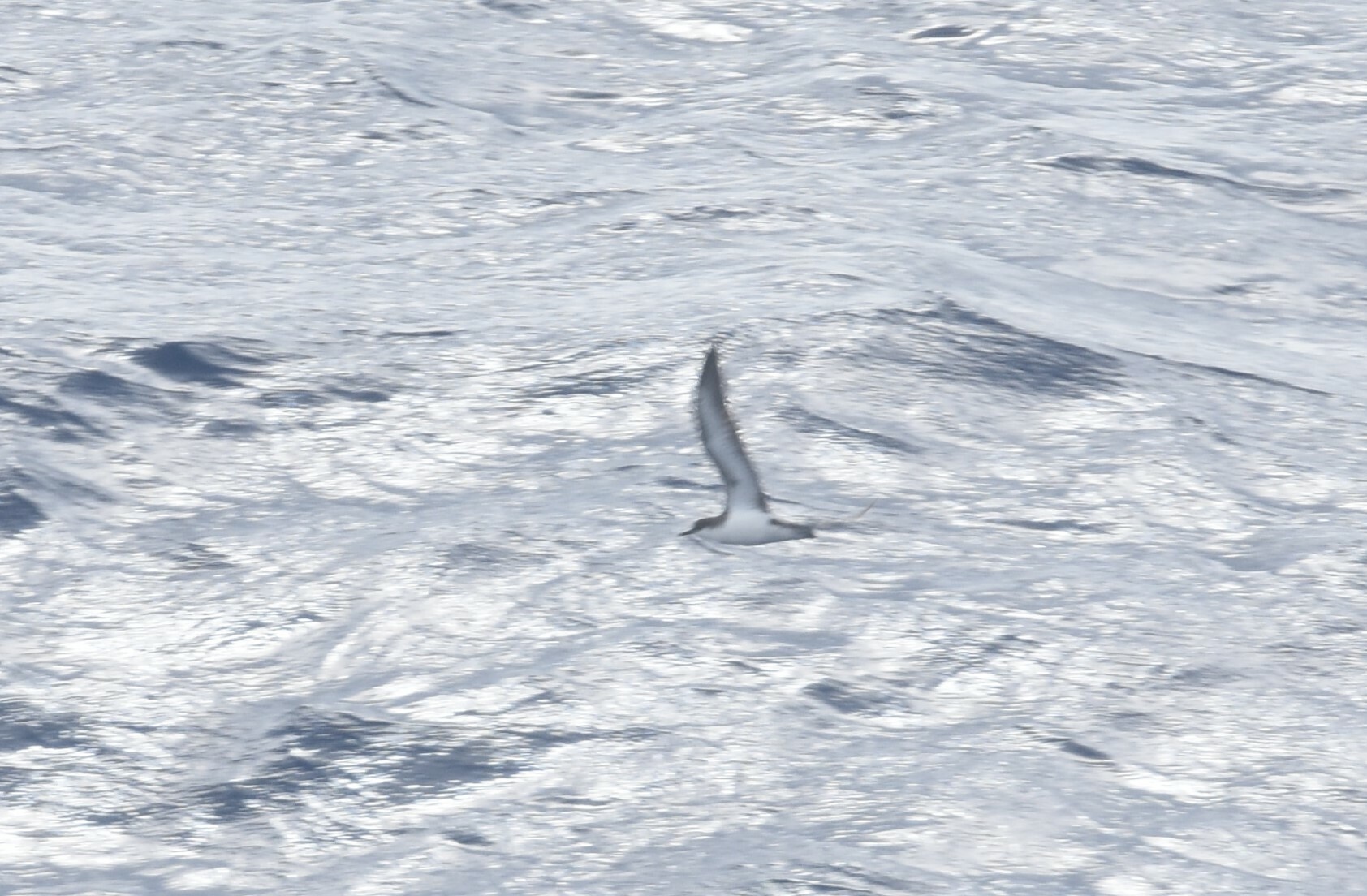 Tropical Shearwater (Puffinus bailloni), photo 9