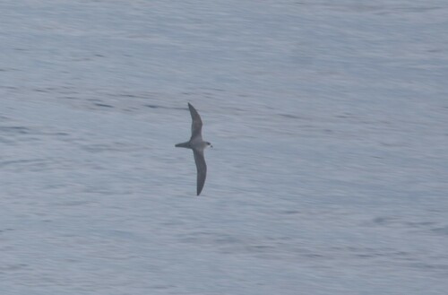 Barau's Petrel (Pterodroma baraui), photo 4