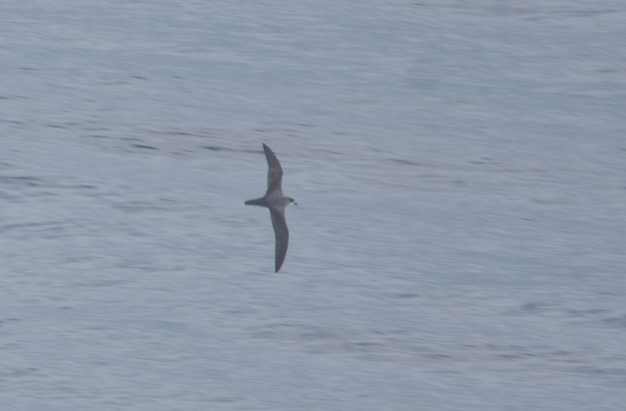 Barau's Petrel (Pterodroma baraui), photo 5