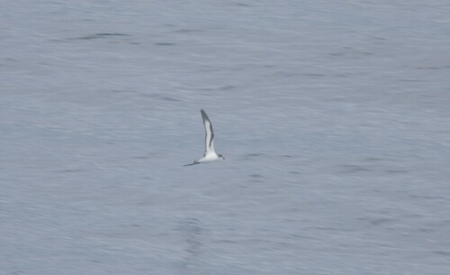 Barau's Petrel (Pterodroma baraui), photo 3