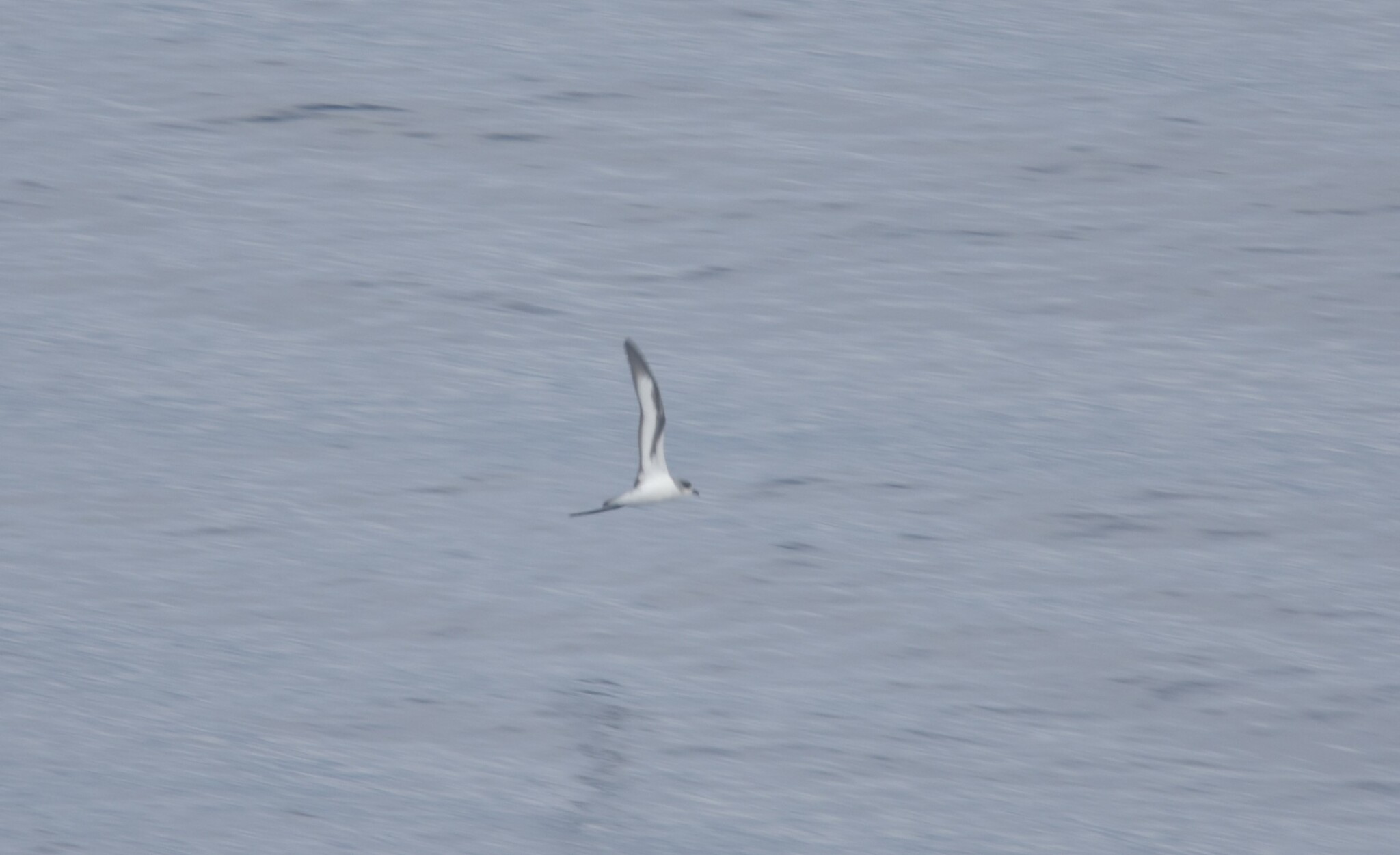 Barau's Petrel (Pterodroma baraui), photo 4