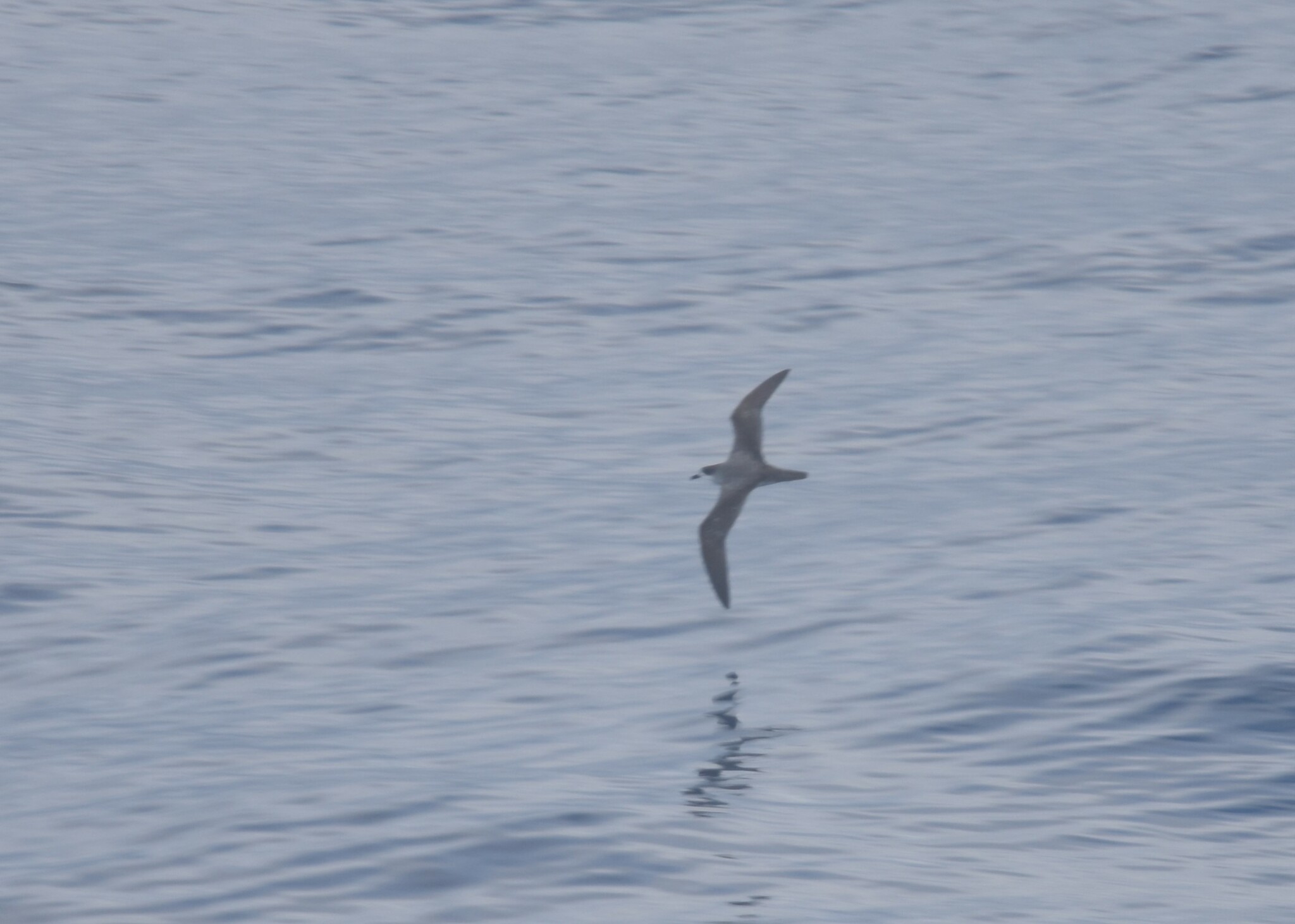 Barau's Petrel (Pterodroma baraui), photo 6