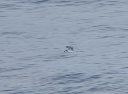 Barau's Petrel (Pterodroma baraui), photo 9