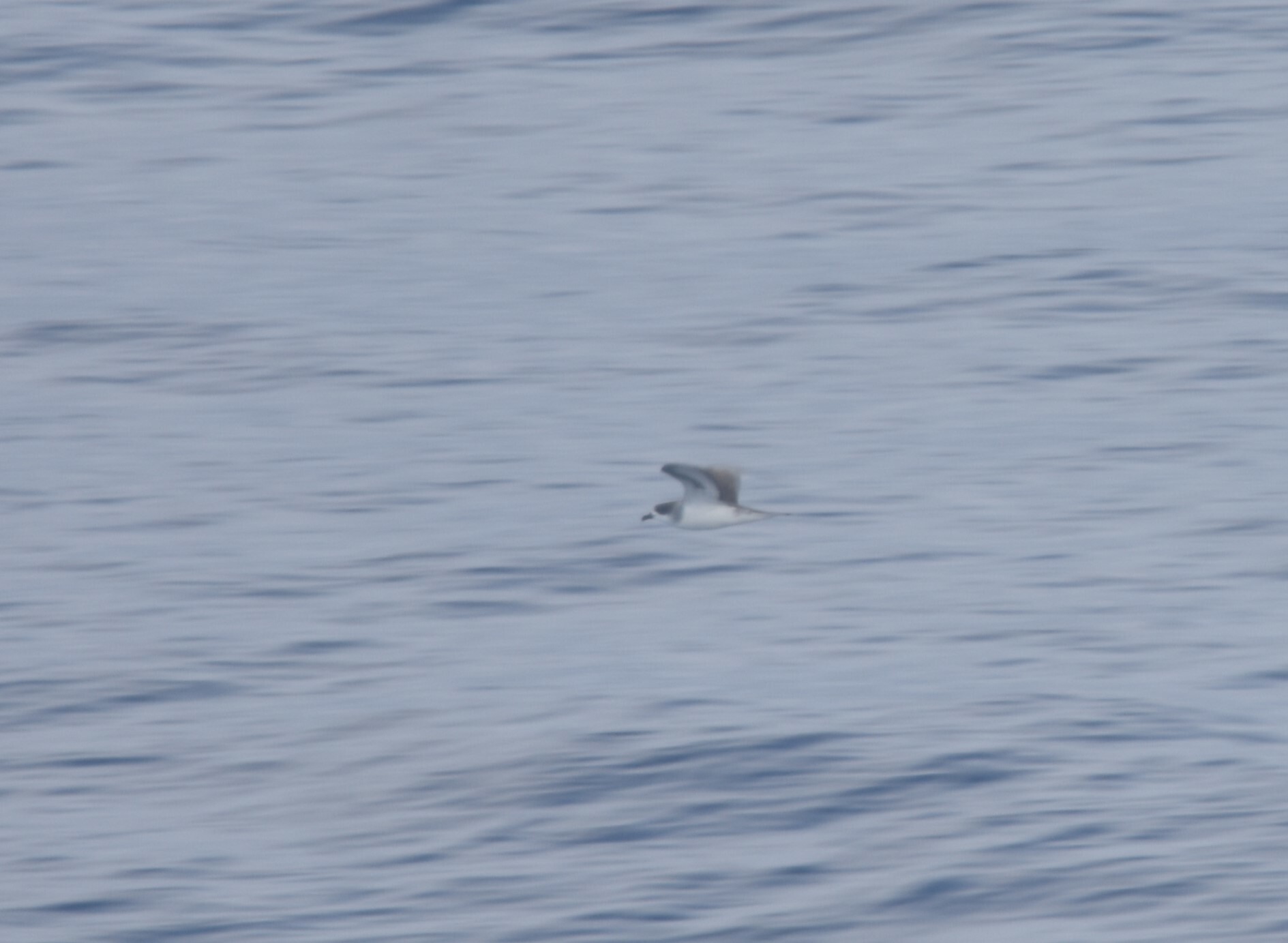 Barau's Petrel (Pterodroma baraui), photo 7