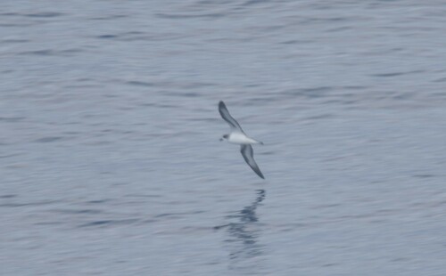 Barau's Petrel (Pterodroma baraui), photo 10