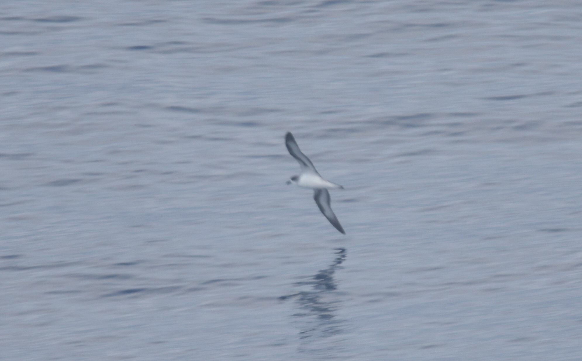 Barau's Petrel (Pterodroma baraui), photo 8