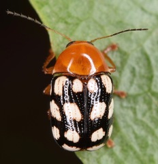 Cryptocephalus guttulatus