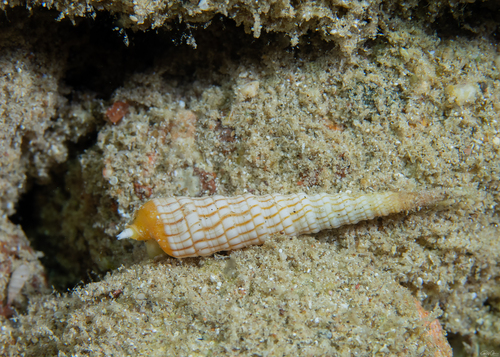 Terebra babylonia observed 2024-07-31