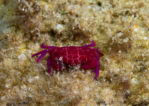 Liomera rubra observed 2024-07-31