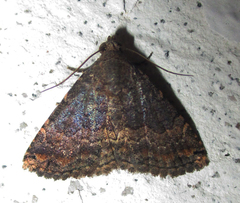 Eublemma nigrivitta