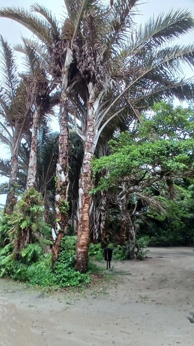 Foto de Gomeira