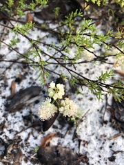 Polygonum dentoceras