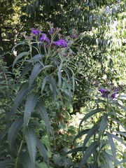 Vernonia