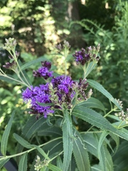 Vernonia