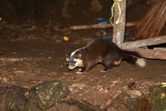 Javan Ferret-Badger photo 2