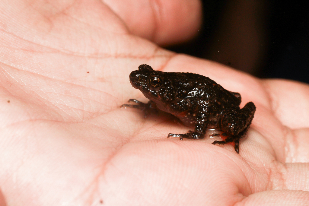 Kodok-bercak merah (Leptophryne cruentata)