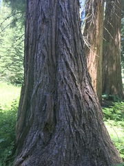 Sequoioideae