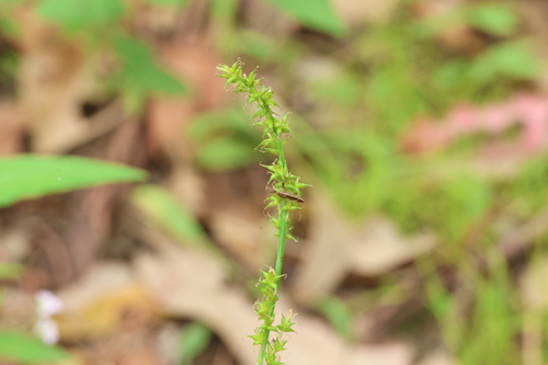 Carex declinata (Carex declinata)