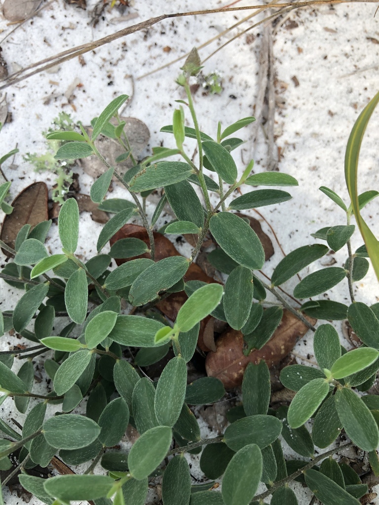 Avon Park Rattlebox