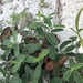 Crotalaria avonensis - Photo (c) A Clarke, μερικά δικαιώματα διατηρούνται (CC BY-NC), uploaded by A Clarke