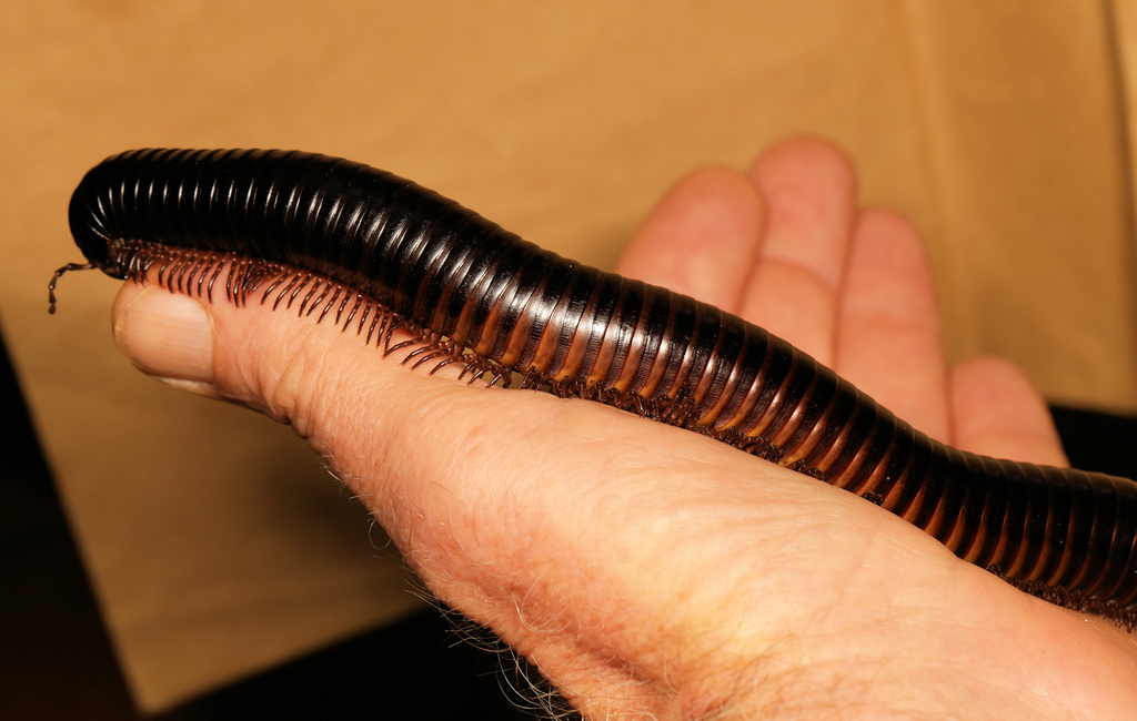 Spirostreptus kruegeri