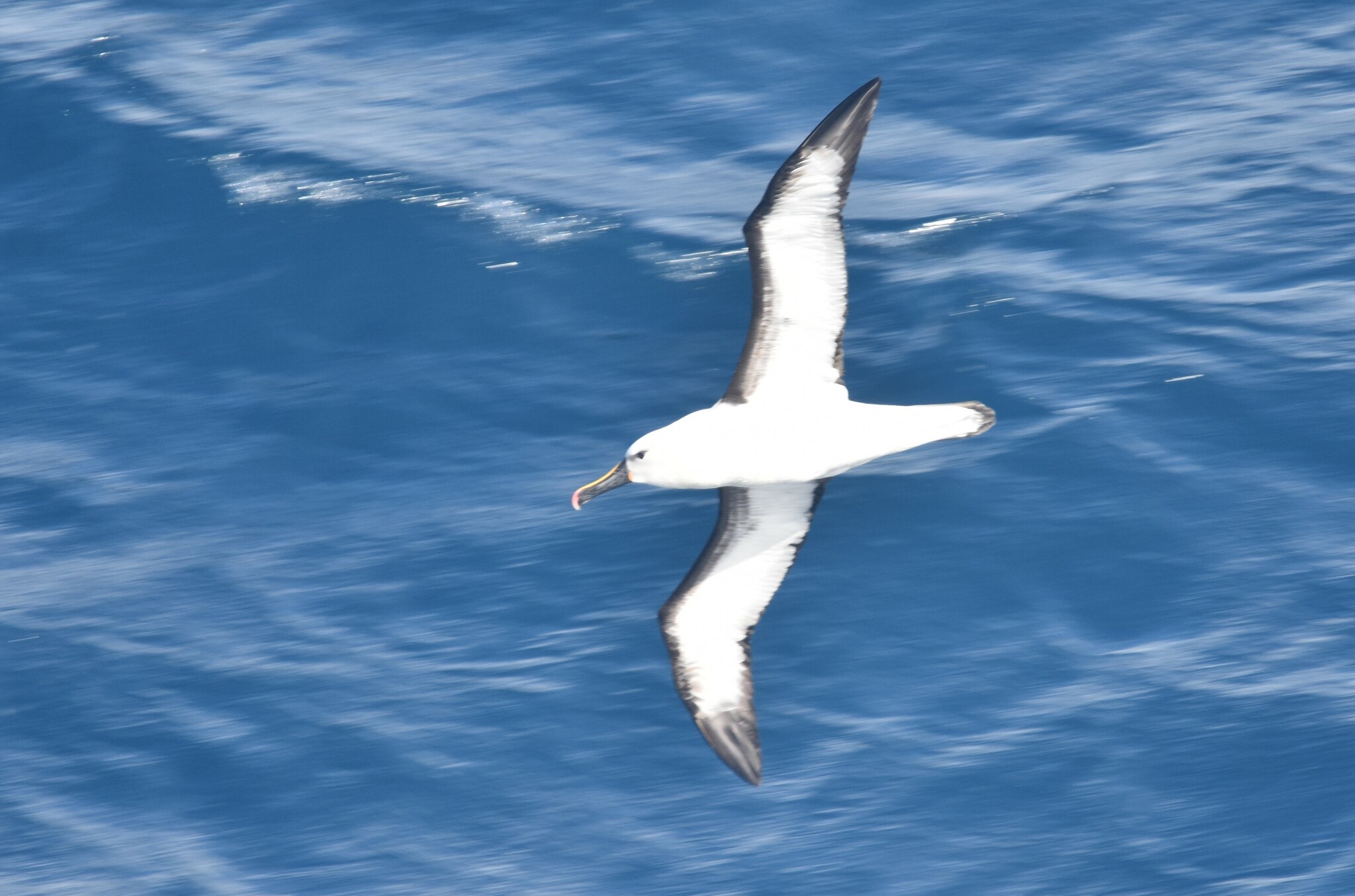 Indian Yellow-nosed Albatross (Thalassarche carteri), photo 2