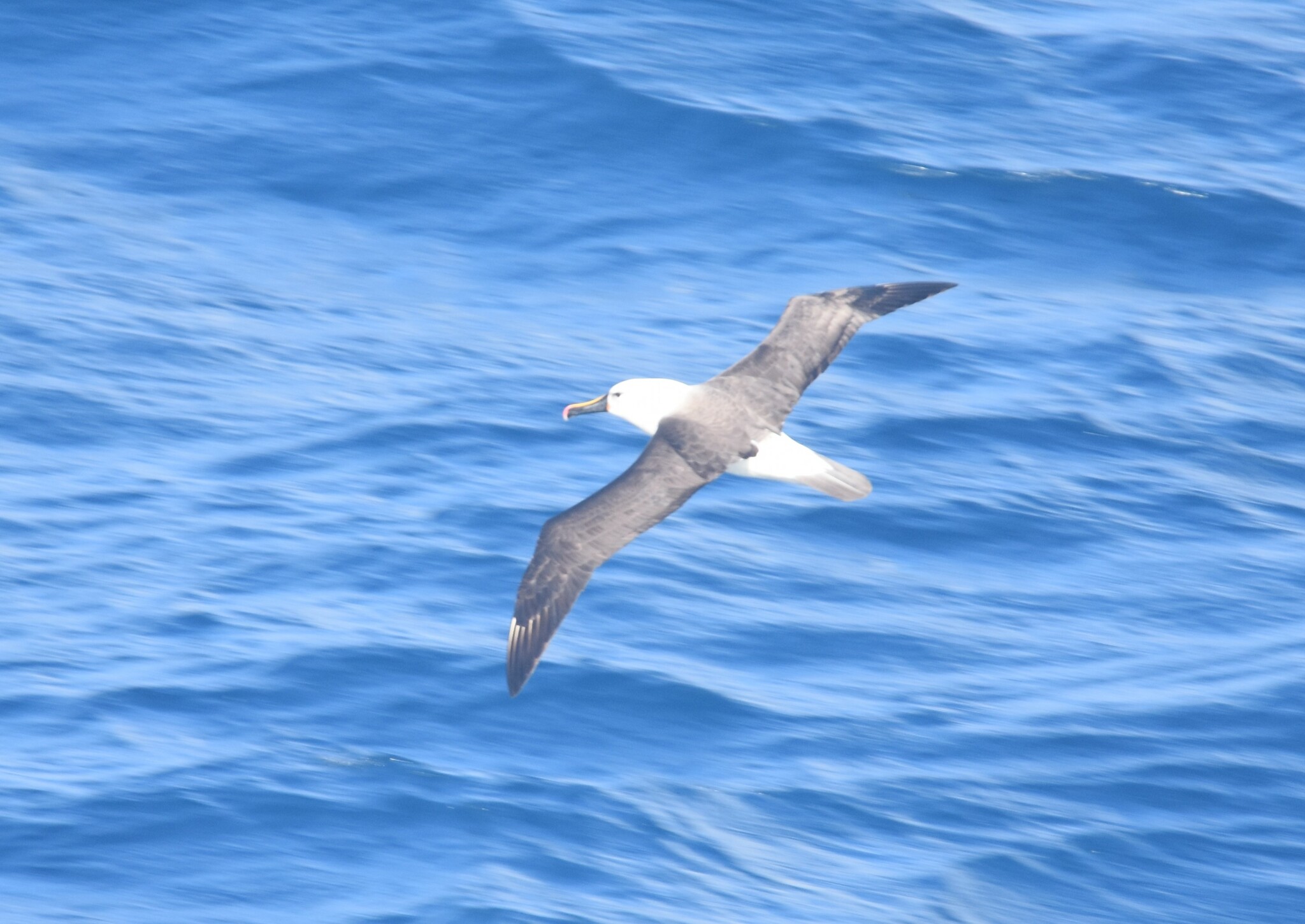 Indian Yellow-nosed Albatross (Thalassarche carteri), photo 3