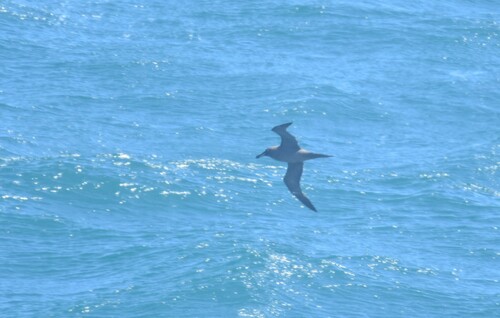Sooty Albatross (Phoebetria fusca), photo 7