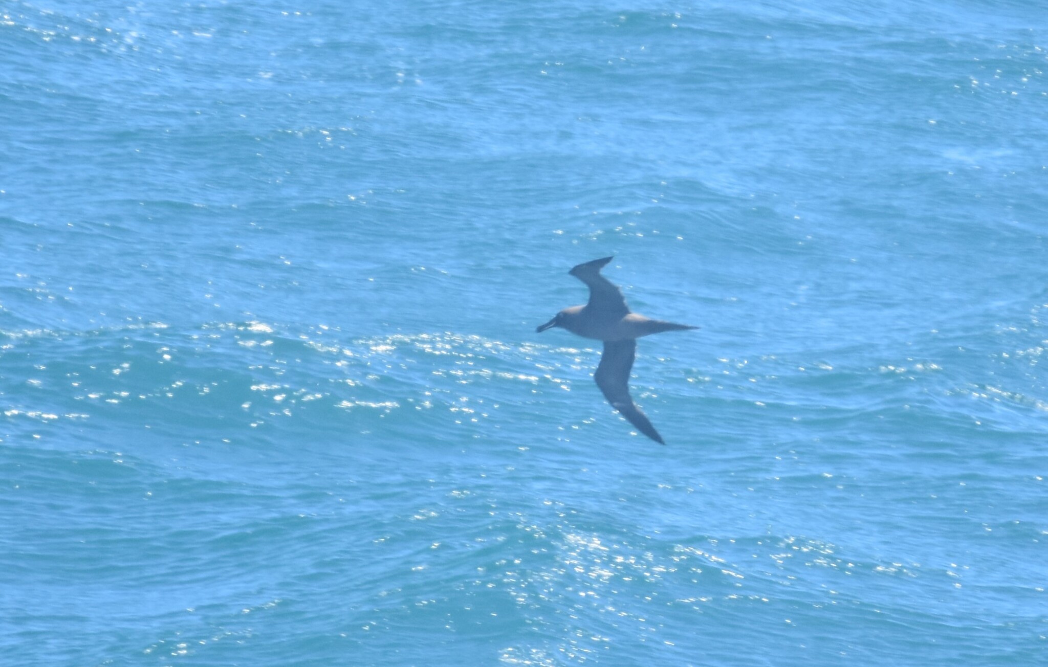 Sooty Albatross (Phoebetria fusca), photo 7