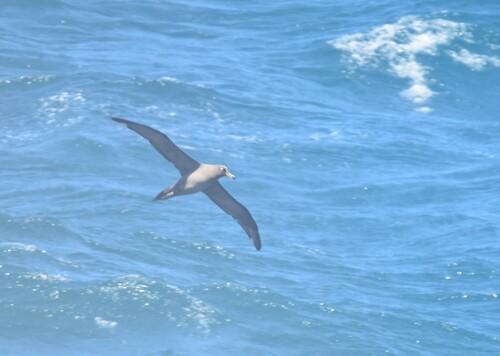 Sooty Albatross (Phoebetria fusca), photo 6