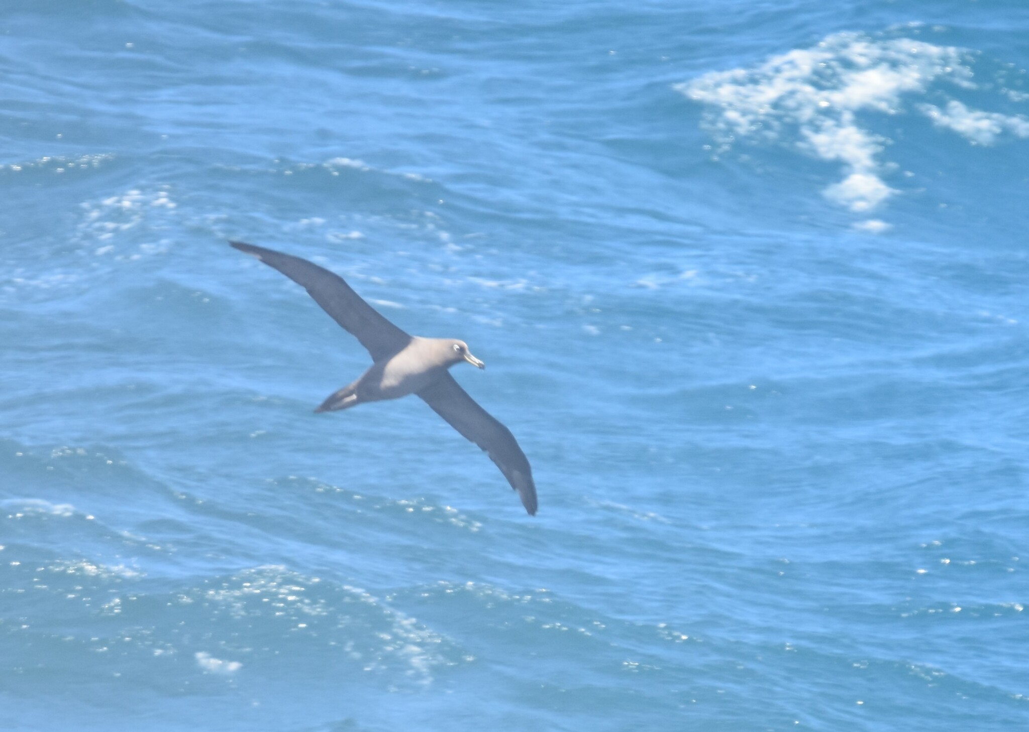 Sooty Albatross (Phoebetria fusca), photo 6