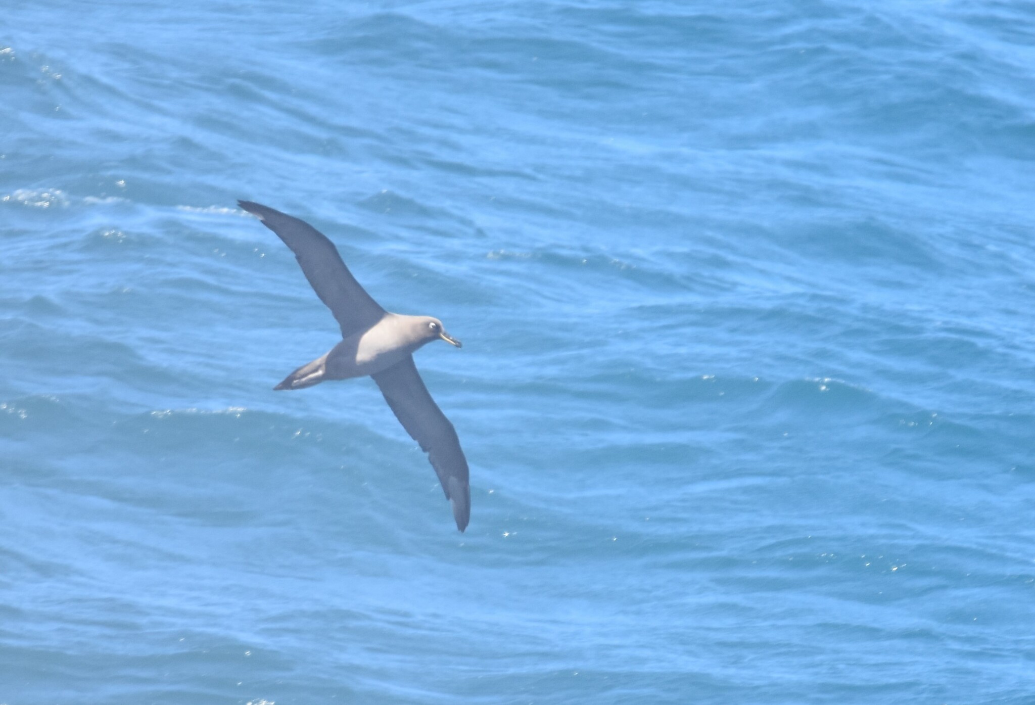 Sooty Albatross (Phoebetria fusca), photo 5
