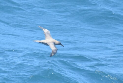 Sooty Albatross (Phoebetria fusca), photo 4
