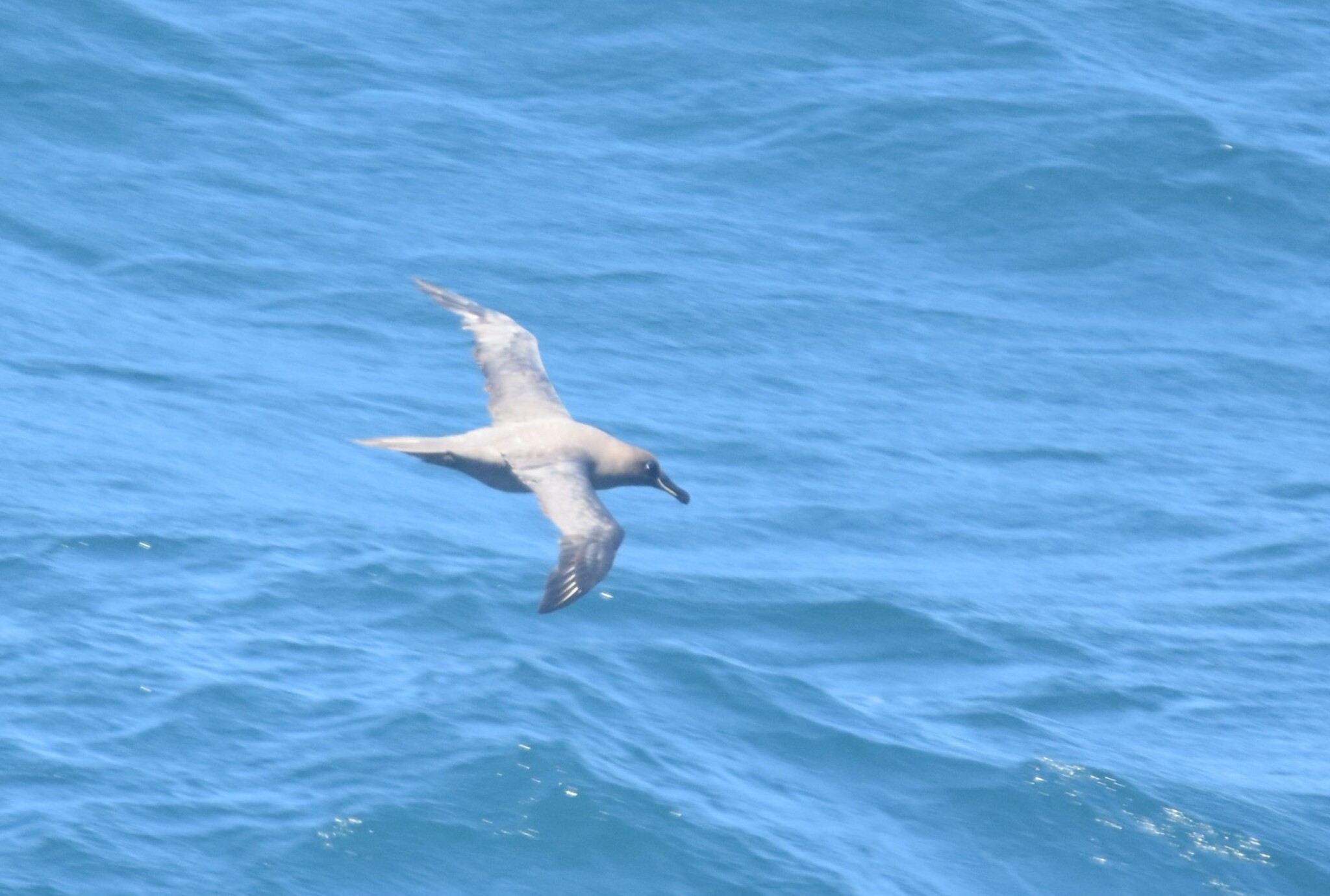 Sooty Albatross (Phoebetria fusca), photo 4