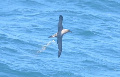 Sooty Albatross (Phoebetria fusca), photo 3