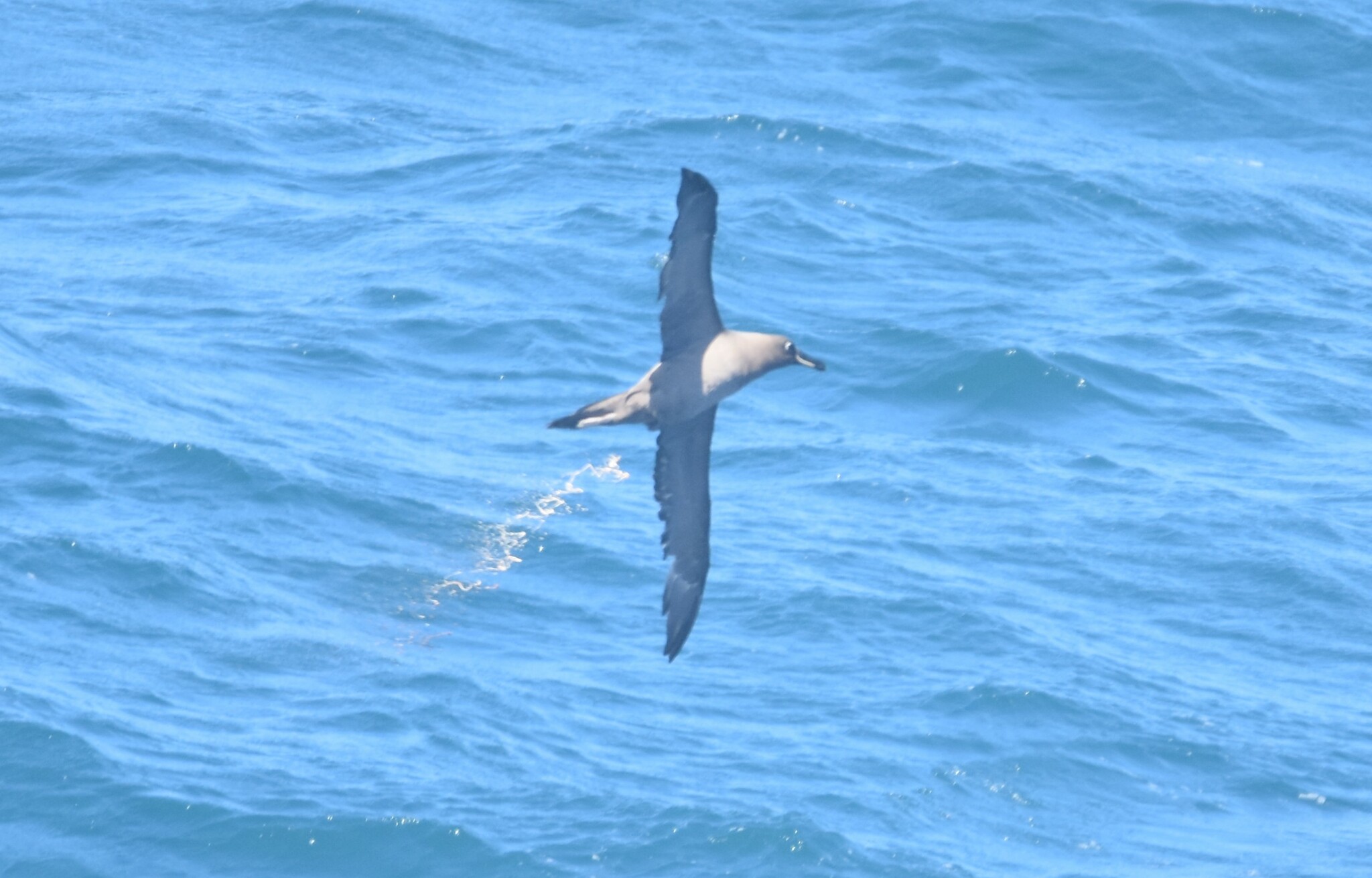 Sooty Albatross (Phoebetria fusca), photo 3