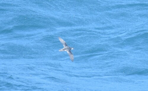 Little Shearwater (Puffinus assimilis)