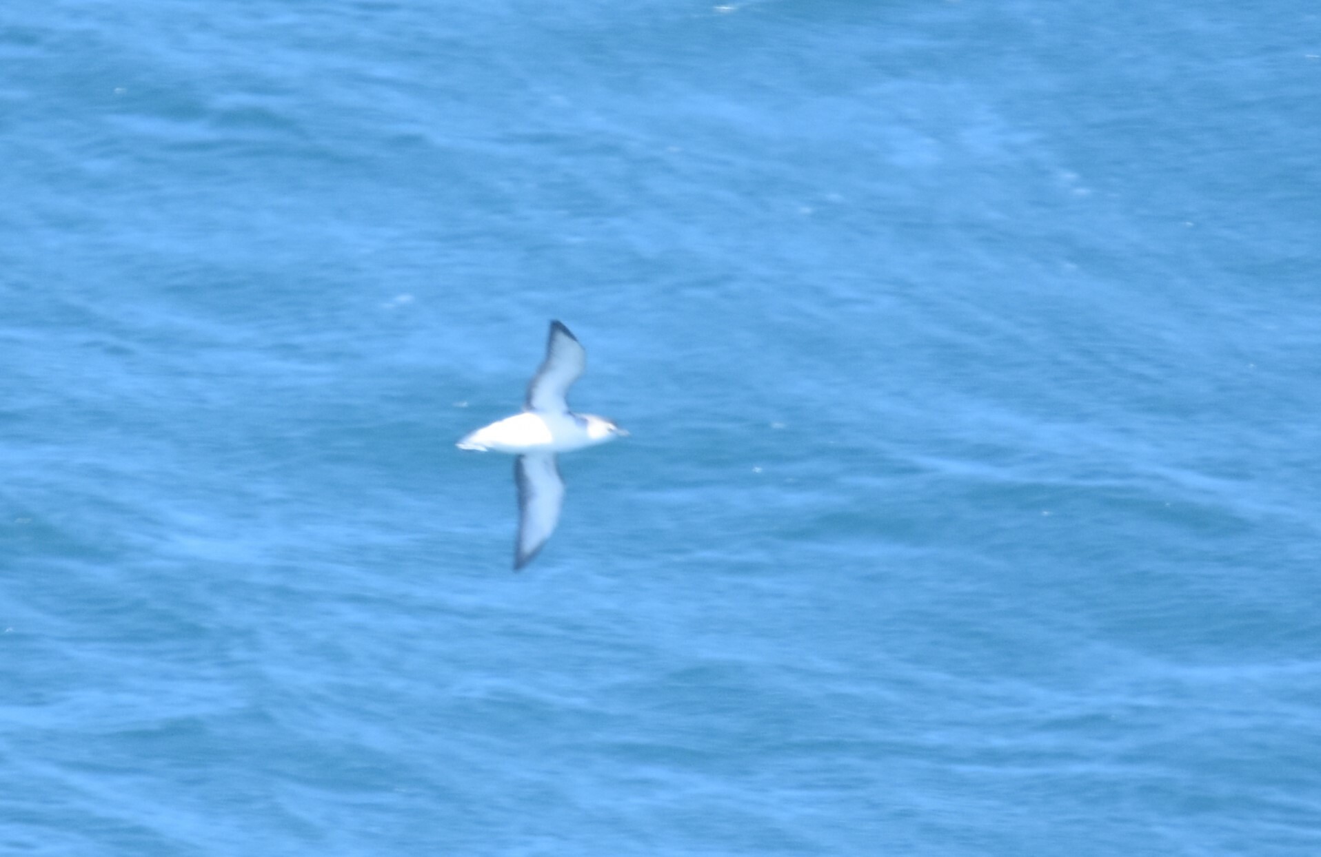 Little Shearwater (Puffinus assimilis), photo 2