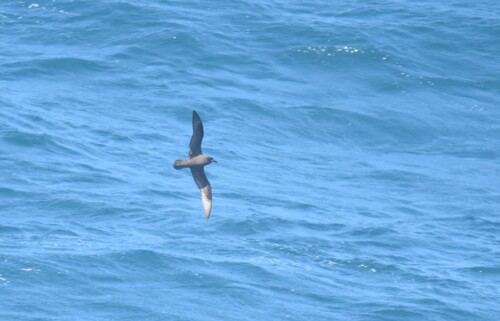 Petrel aligrande (Pterodroma macroptera)